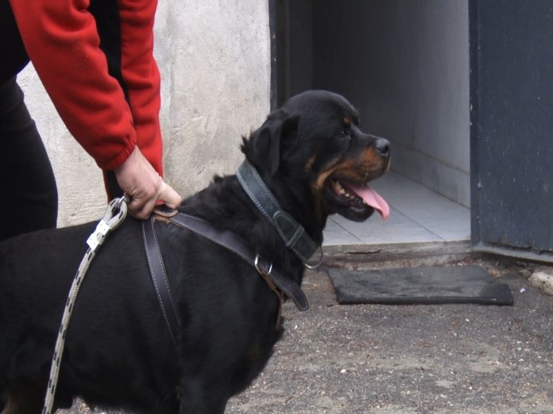 Diego, un rottweiler, va veghea la respectarea legii în Baia Mare